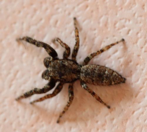 Marpissa muscosa